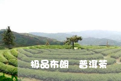 极品布朗 普洱茶/2023031637203